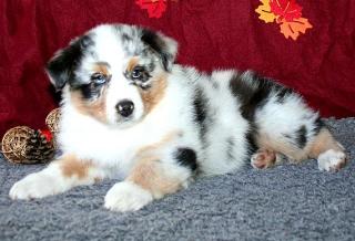 Erstklassige Australian Shepherd Welpen