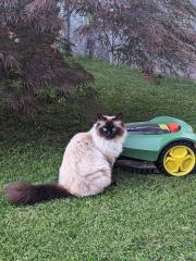 Wir suchen unsere geliebte Birma Katze