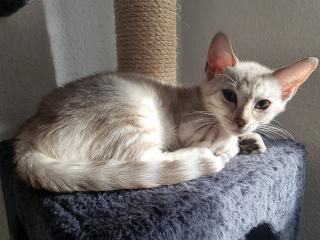 Bengalkitten reinrassig mit Stammbaum