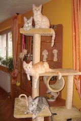 4 Main Coon Mix Kitten, 12 Wochen alt, suchen neues Zuhause