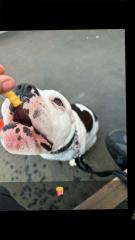 Boxer Hündin sucht dringend Zuhause