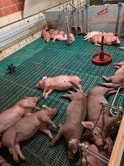 Duroc Pietrain Ferkel, Schinkenschweine