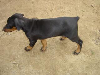 Dobermann Welpen