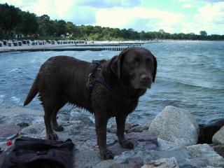 Labrador - Hündin abzugeben