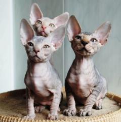 Wunderschönes Kanadisches Sphynx Kitten
