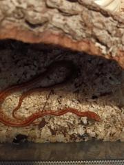 10 Monate alte Kornnatter mit Terrarium