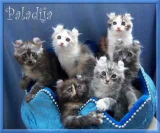 Traumhaft lustige American Curl Kitten