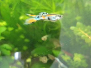 Verkaufe Aquarium Fische je- 50ct Zierfische Endler Guppy/-s