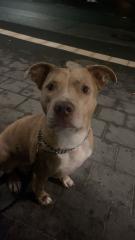 Lieber Familienhund sucht neue Familie
