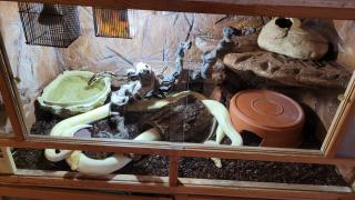 3 Pythons und vollständig eingerichtetes Terrarium