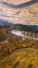 0. 0. 1 Blauzungenskink Tiliqua scincoides