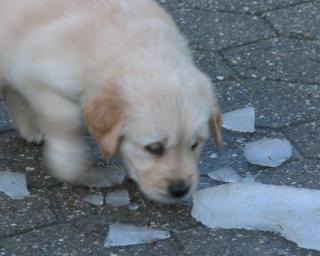 Bildhübsche Golden Retriever Welpen aus liebevoller Familienaufzucht