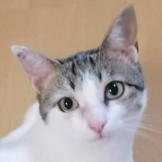 KITTY - weiblich 5 Jahre europäische Kurzhaarkatze Gechipt Kastriert
