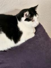 Katzen ab zugeben