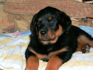 Rottweiler