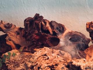 1. 0 Lasiodora parahybana für Zuchtversuch Kreis Göttingen