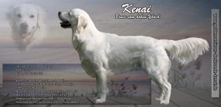 Golden Retriever Deckrüde