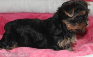 Hübsche Yorkiewelpen