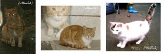 Gebe 3 Katzen auch einzeln in liebevoll Hände ab