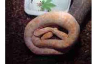 1. 0 Albino Tigerpython 07/09