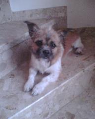CHIHUAHUA / SHI TZU ZU VERKAUFEN