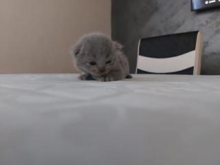 Baby Katzen