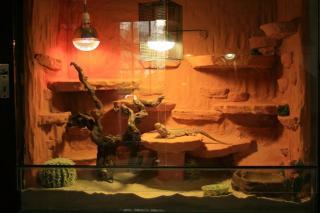 Bartagame mit schönem Terrarium zu verkaufen