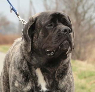 Old English Mastiff Rüde Askaban
