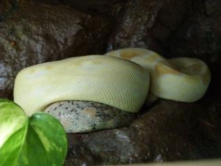 Boa Sharp Line 1. 0 von 09