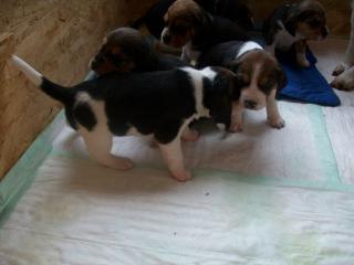 Beaglewelpen suchen neues zu Hause