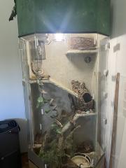 Kornnattern inkl. Terrarium und Zubehör