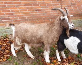 Kastrierter Thüringer Waldziegen Bock