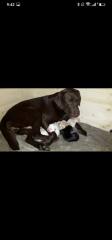 Verkaufe schöne Labrador Welpen