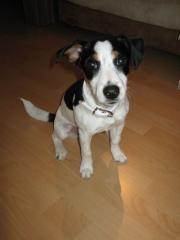Süße Jack Russell Hündin abzugeben 5 1/2 Monate alt