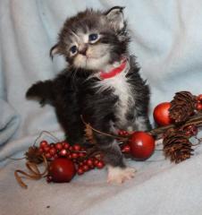 Maine Coon mit Stammbaum