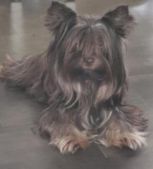 Yorkshire Terrier Schoko and Tan Hündin