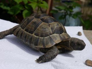 Maurisches Böckchen Testudo graeca abzugeben