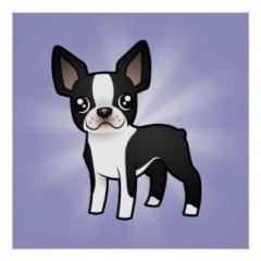 Wir haben Boston-Terrier-Baby s mit Papieren, Gechipt und mehrf. Entwurmt