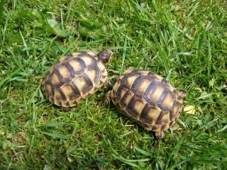 Breitrandschildkröten NZ-2014