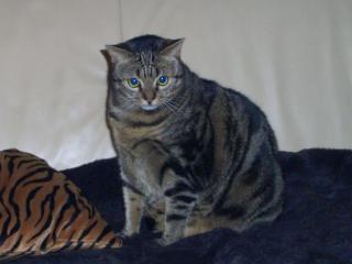 Hauskatze Leila zu verschenken bitte Text beachten