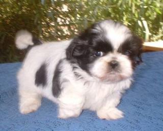 Shih Tzu Welpen