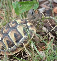 Griechische Landschildkröten, NZ aus 2021 und 2021