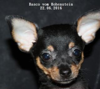 Prager Rattler Welpe - Basco vom Hohenstein mit Stammbaum