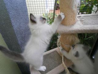 Süße Ragdoll-Kätzchen suchen neues zu Hause