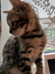 2 Reinrassige Bengal kitten Weibchen mit Ahnentafel