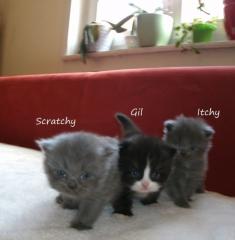 Süße Perser Maine-Coon Baby s