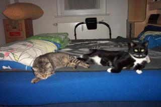 Süßes verschmustes katzenpärchen abzugeben