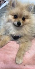Pomeranien Hündin