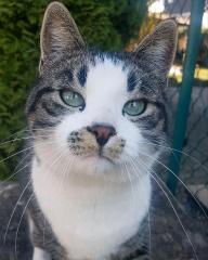 VERMISST Kater Freddie