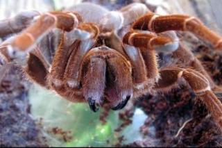 Kenia Riesenvogelspinne sehr groß